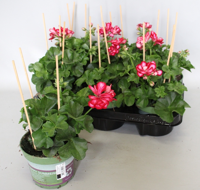 <h4>Pelargonium peltatum Mariska (Violet-White)</h4>