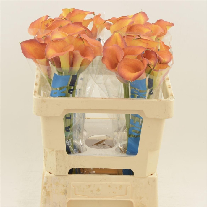 <h4>Calla Odeon</h4>