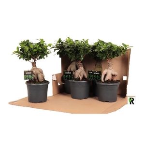 Ficus Mi Ginseng FGP1945F348