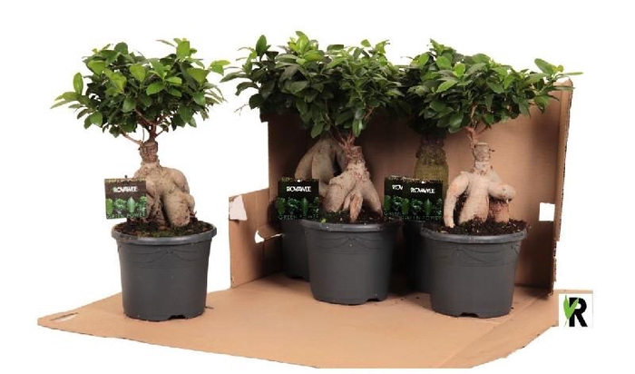 <h4>Ficus Mi Ginseng FGP1945F348</h4>