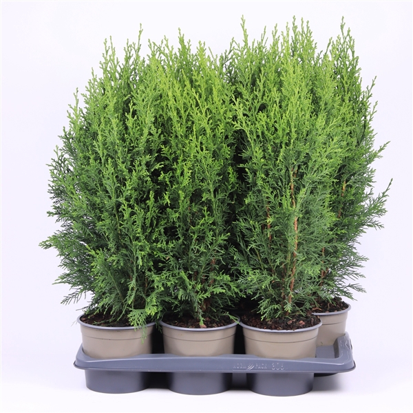 <h4>Chamaecyparis lawsoniana 'Robusta'</h4>