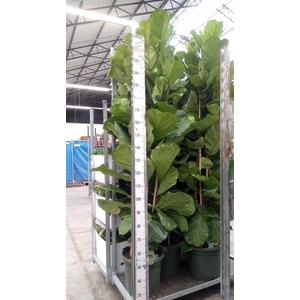 Ficus lyrata