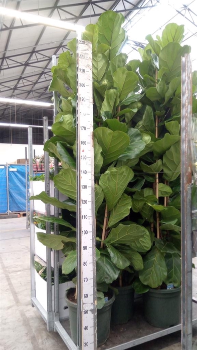 <h4>Ficus lyrata</h4>