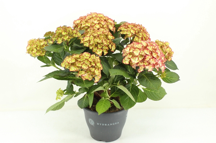 <h4>Hydrangea Hi moon</h4>