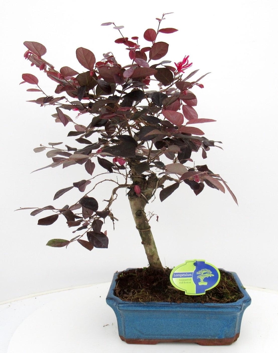 <h4>Loropetalum rubra, 24cm</h4>