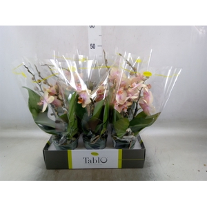 Phalaenopsis   ...yellow