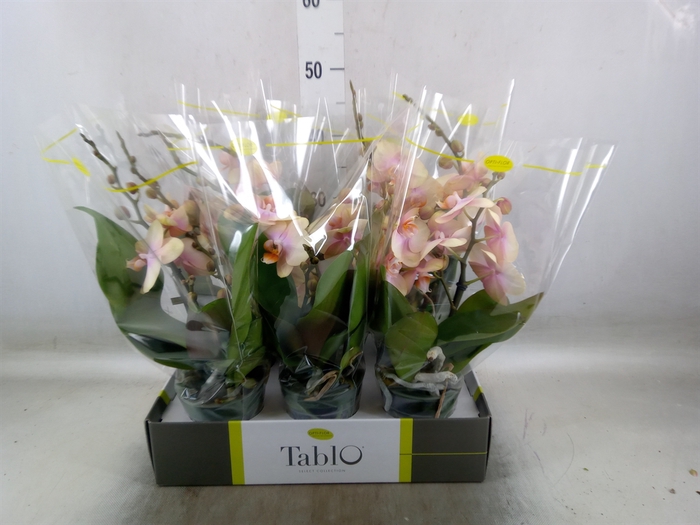 <h4>Phalaenopsis   ...yellow</h4>