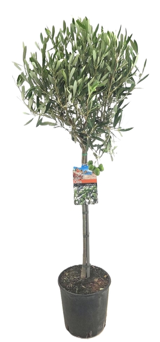 <h4>Olea europaea</h4>