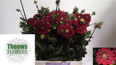 <h4>DAHLIA VIKING</h4>