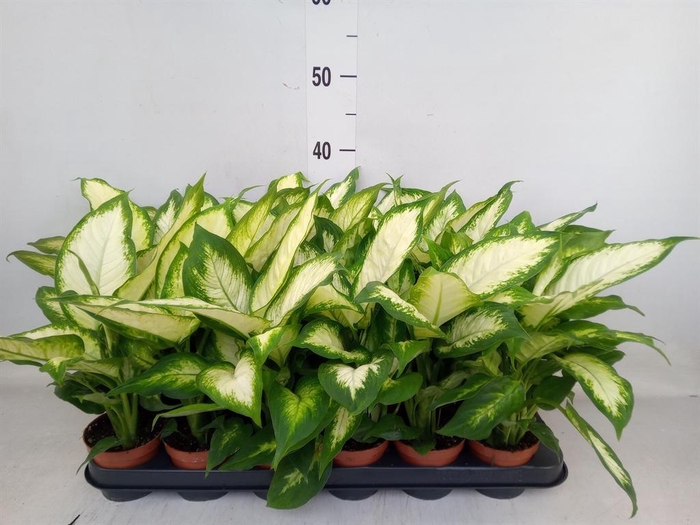 <h4>Dieffenbachia 'Camilla'</h4>