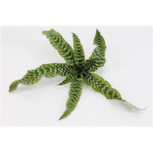 Cryptanthus Zonathus Green