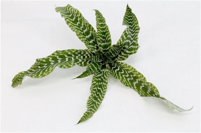 <h4>Cryptanthus Zonathus Green</h4>