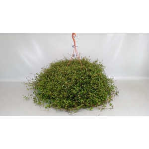 Muehlenbeckia com. 'Mao'ri'