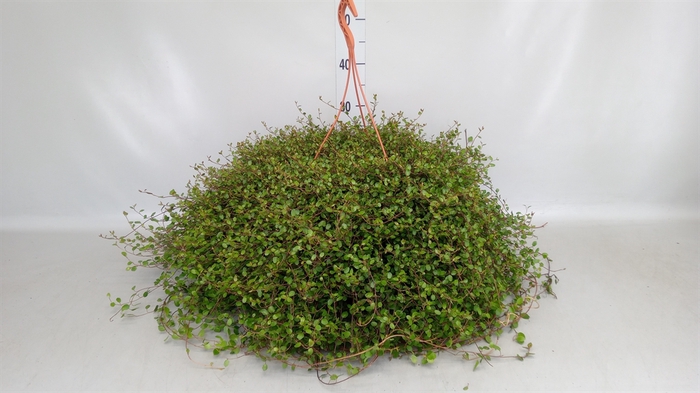 <h4>Muehlenbeckia com. 'Mao'ri'</h4>