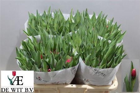 <h4>Tu En Debutante</h4>