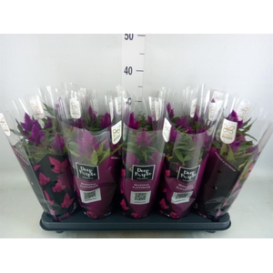Celosia spic. 'Deep Purple'