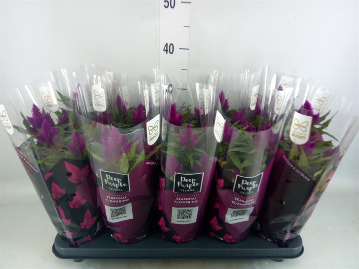 <h4>Celosia spic. 'Deep Purple'</h4>
