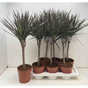 Dracaena marg. Magenta