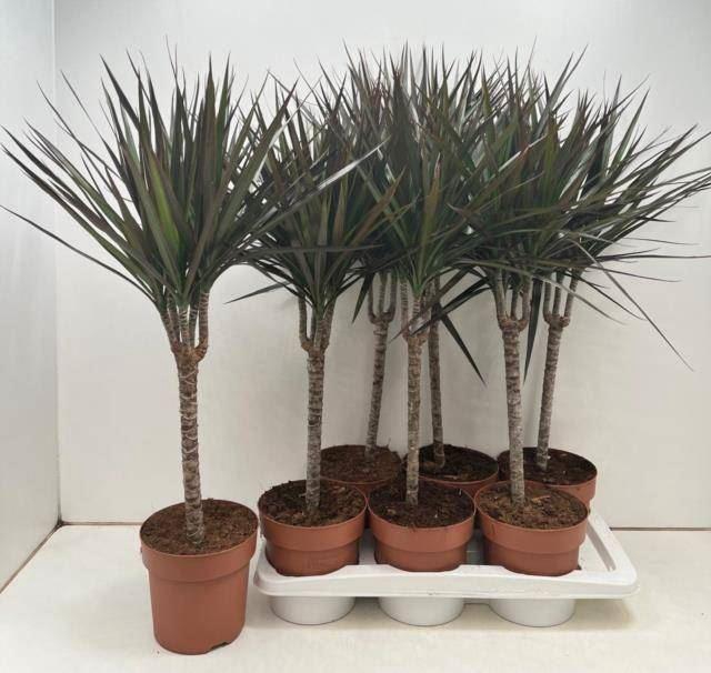 <h4>Dracaena marg. Magenta</h4>