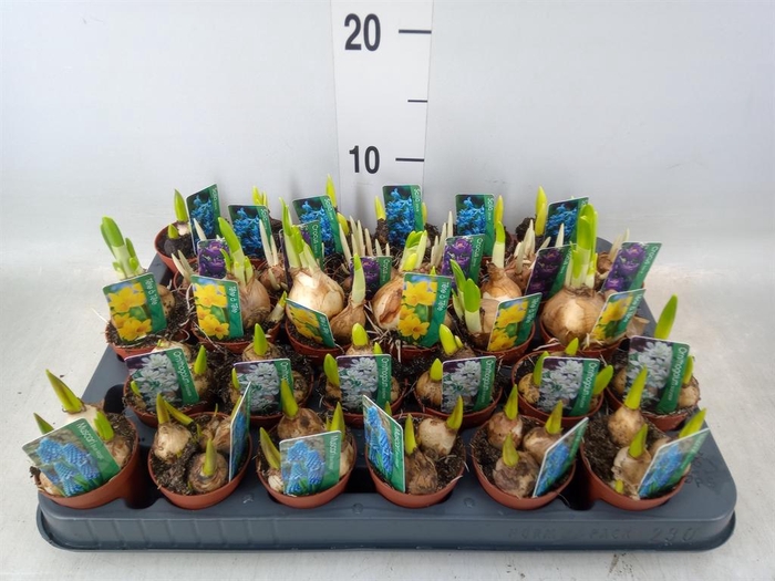 <h4>Bolbloemen   ...mix</h4>