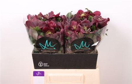 <h4>Hell Classic One</h4>