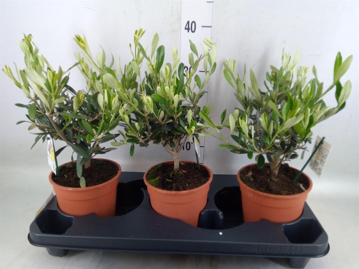 <h4>Olea europaea</h4>