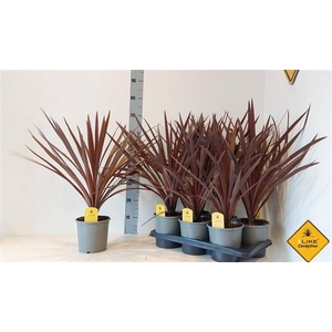 CORD AUS RED STAR