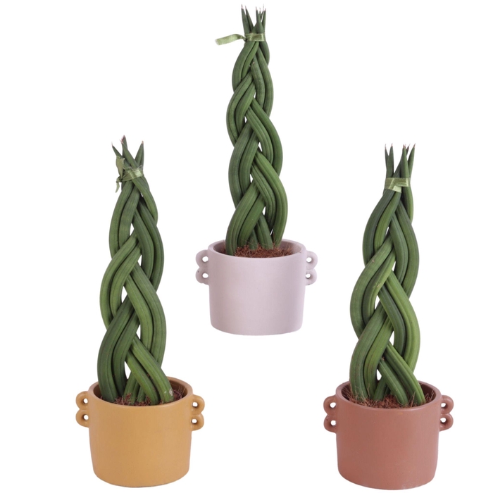 <h4>Sansevieria Cylindrica Braided 6 Leaf in Ø13cm Ceramic EV562</h4>