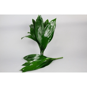 Aspidistra