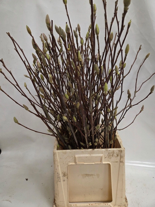 <h4>MAGNOLIA OV</h4>