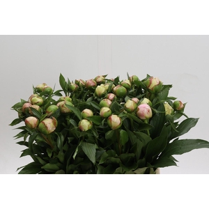 Paeonia Alertie