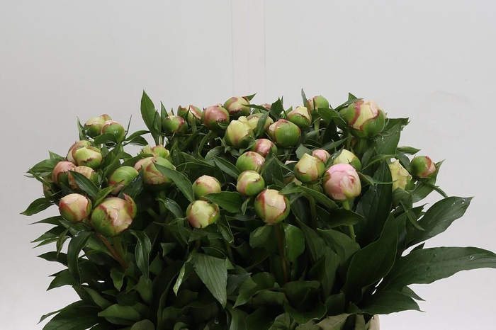 <h4>Paeonia Alertie</h4>