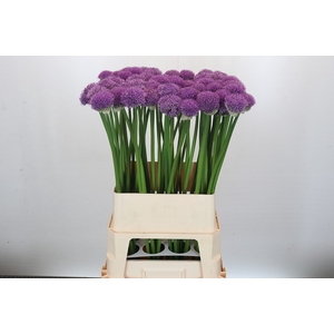Allium Gladiator