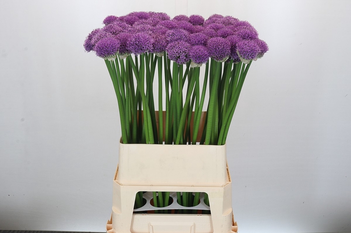 <h4>Allium Gladiator</h4>