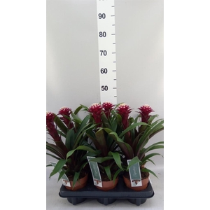 Guzmania  'Francesca'