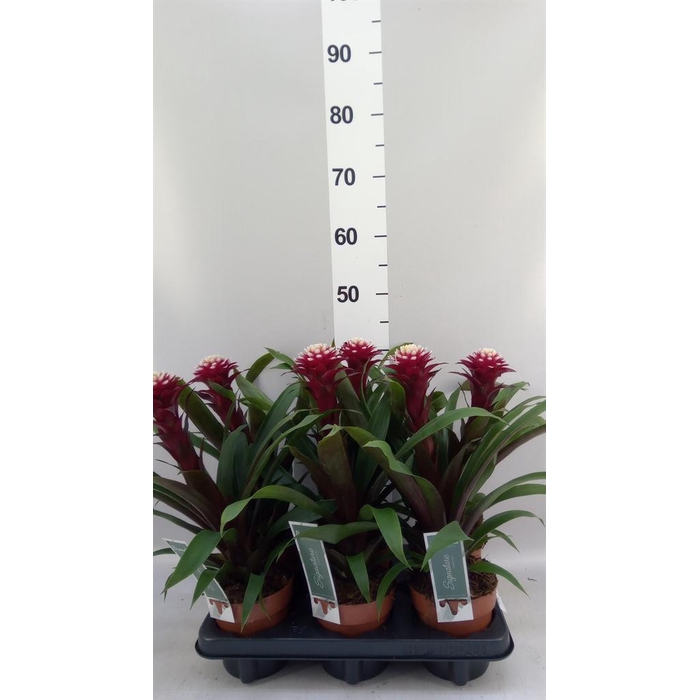 <h4>Guzmania 'Francesca'</h4>