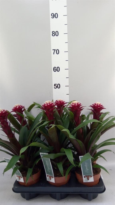Guzmania  'Francesca'