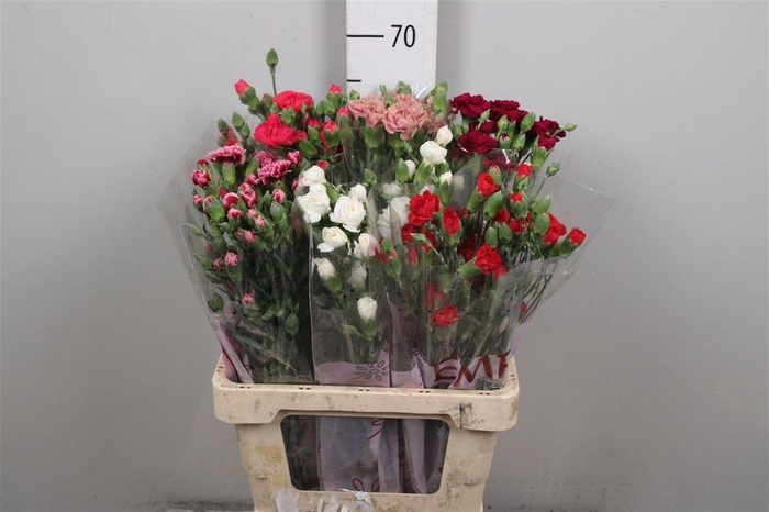 <h4>Di Tr Gem In Fust</h4>