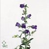 Campanula medium champion blue