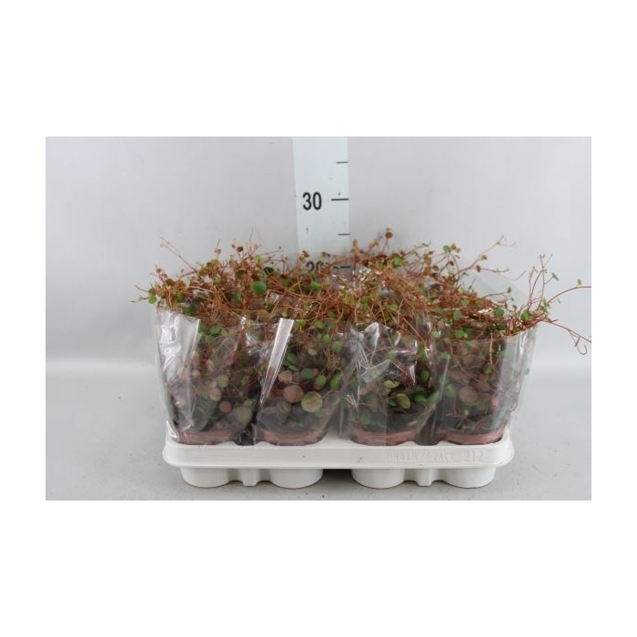 <h4>Peperomia  'Pepperspot'</h4>