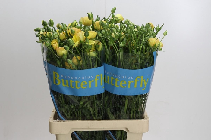 <h4>Ranunculus Butterfly Lotus</h4>