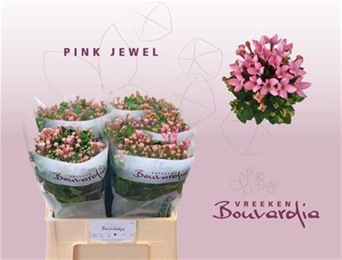 <h4>Bou En Pink Jewel</h4>