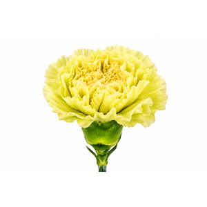 Dianthus St Lege Marrone