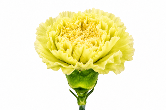 <h4>Dianthus St Lege Marrone</h4>