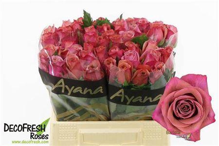 <h4>R Gr Barista</h4>