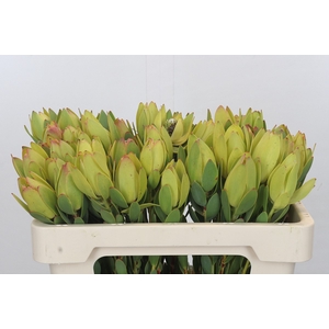 Leucadendron Disc. Yellow