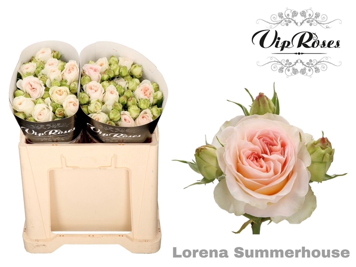 <h4>R TR LORENA SUMMERH</h4>