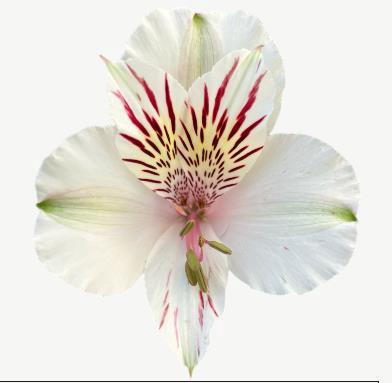 <h4>Alstr Himalaya</h4>