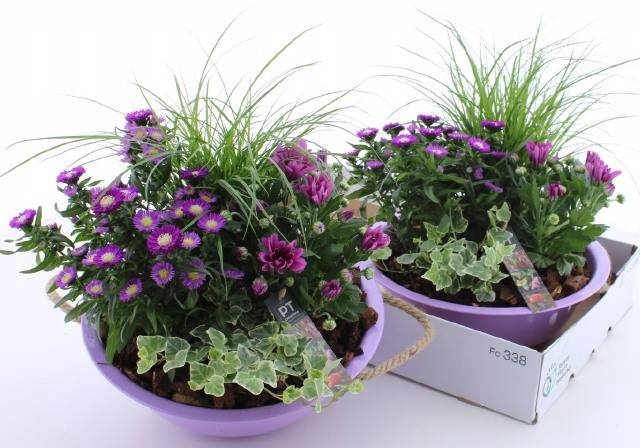 <h4>ARR TUINPLANTEN</h4>
