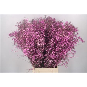 Ginster Lilac Per Bunch